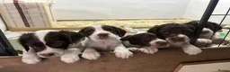 English Springer Spaniel dogs for sale: Working ESS in ELY - Advert 1