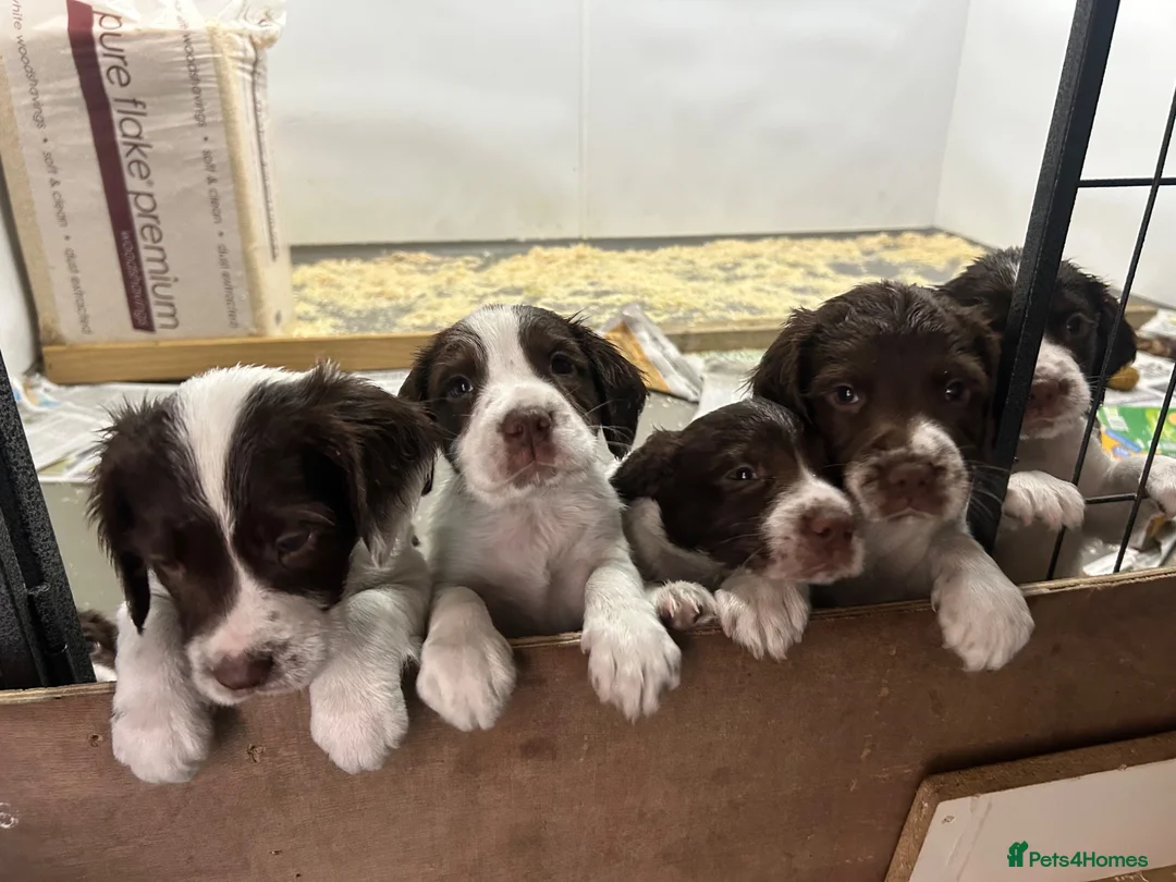 English Springer Spaniel dogs for sale: Working ESS in ELY - Advert 1