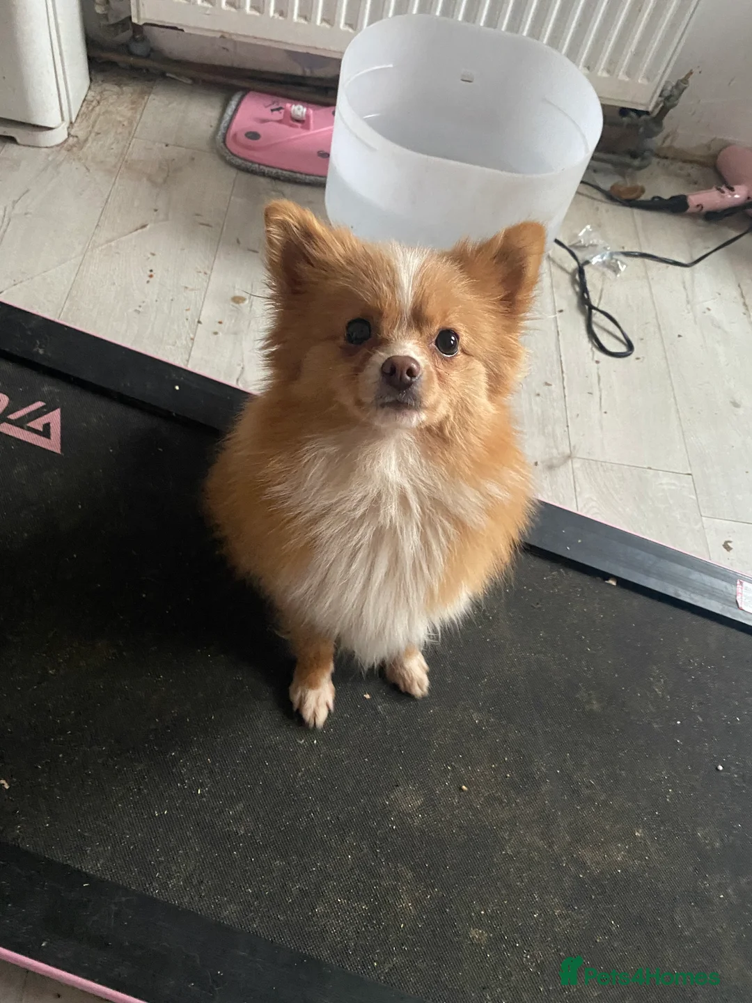 Pomeranian dogs for sale: Adventurous girl Pomeranian  - Advert 2