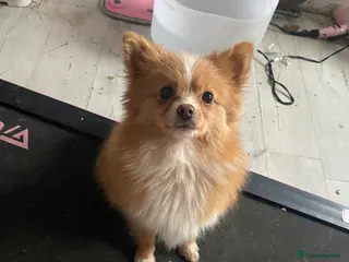 Pomeranian dogs Adventurous girl Pomeranian - Advert 1