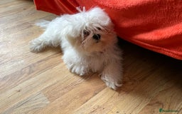 Maltese dogs for sale: KC Registered Female Maltese Terrier  - Image 2