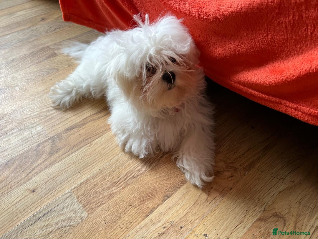 Maltese dogs for sale: KC Registered Female Maltese Terrier  - Image 2