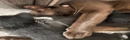 Burmese cats for sale: Burmese x kittens - Advert 3
