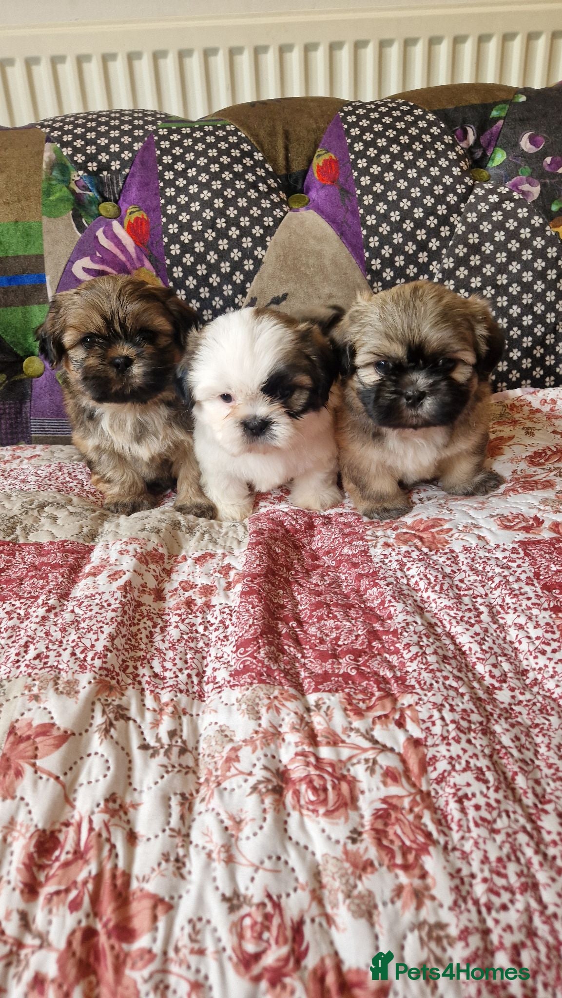 Shih Tzu dogs Shih-tzu pedigree puppies - Advert 6