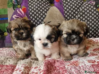 Shih Tzu dogs Shih-tzu pedigree puppies - Advert 6