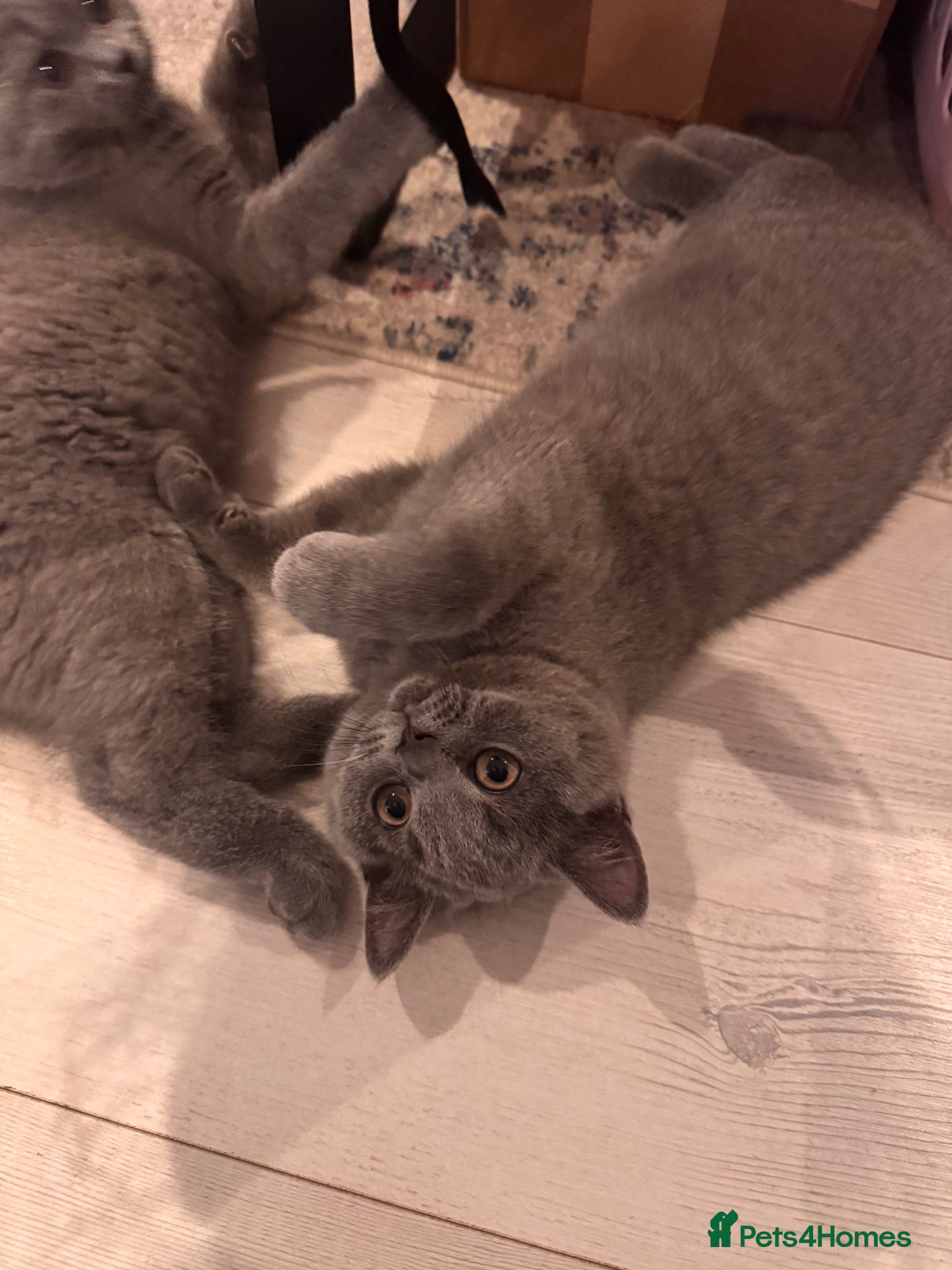 British Shorthair cats Ready Blue BOY British Shorthair kitten GCCF - Advert 2