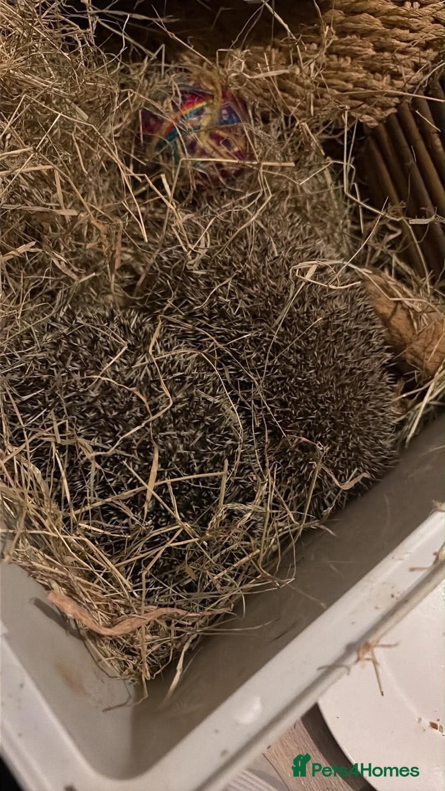 Pygmy Hedgehog rodents for sale: Set of Pygmy hedgehogs read description £200 each  - Advert 2