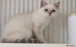 British Shorthair cats for sale: Stunning Silver Tabby Colourpoint BSH,GCCF ACTIVE - Image 6