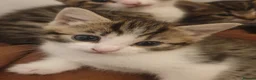 Mixed Breed cats for sale: Sweet Kittens Raised with Love and Children - Advert 20