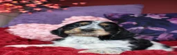 Cocker Spaniel dogs for sale: Extensively Health Tested, Top Quality pedigree  - Advert 10