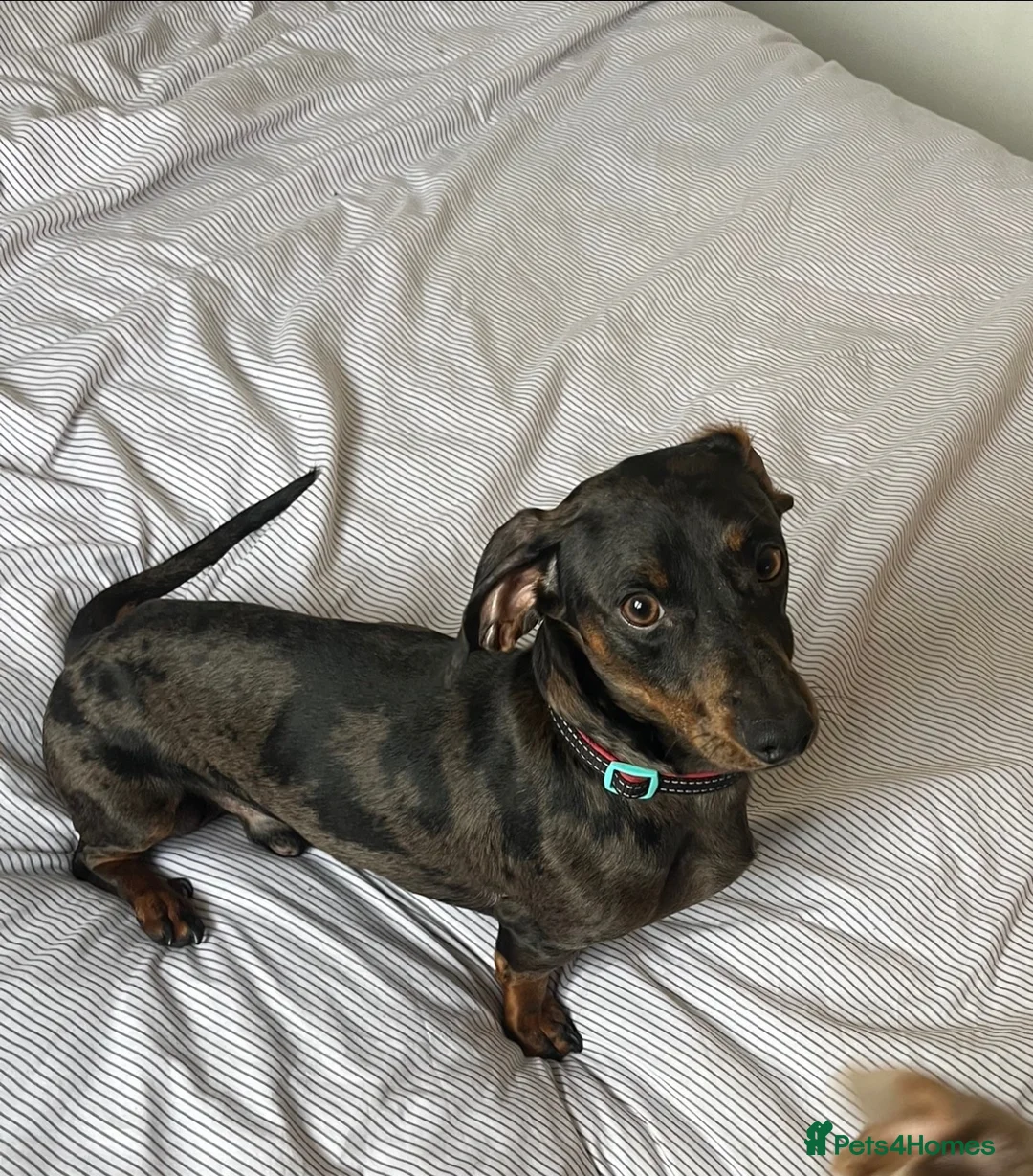 Miniature Dachshund dogs for stud: Beautiful dapple stud in Thatcham - Advert 6