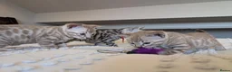 Bengal cats for sale: 🖤🩶🤍 Stunning Bengal Kittens 🤍🩶🖤 - Advert 10