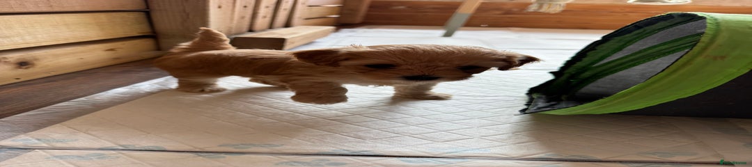 Mixed Breed Puppy 6