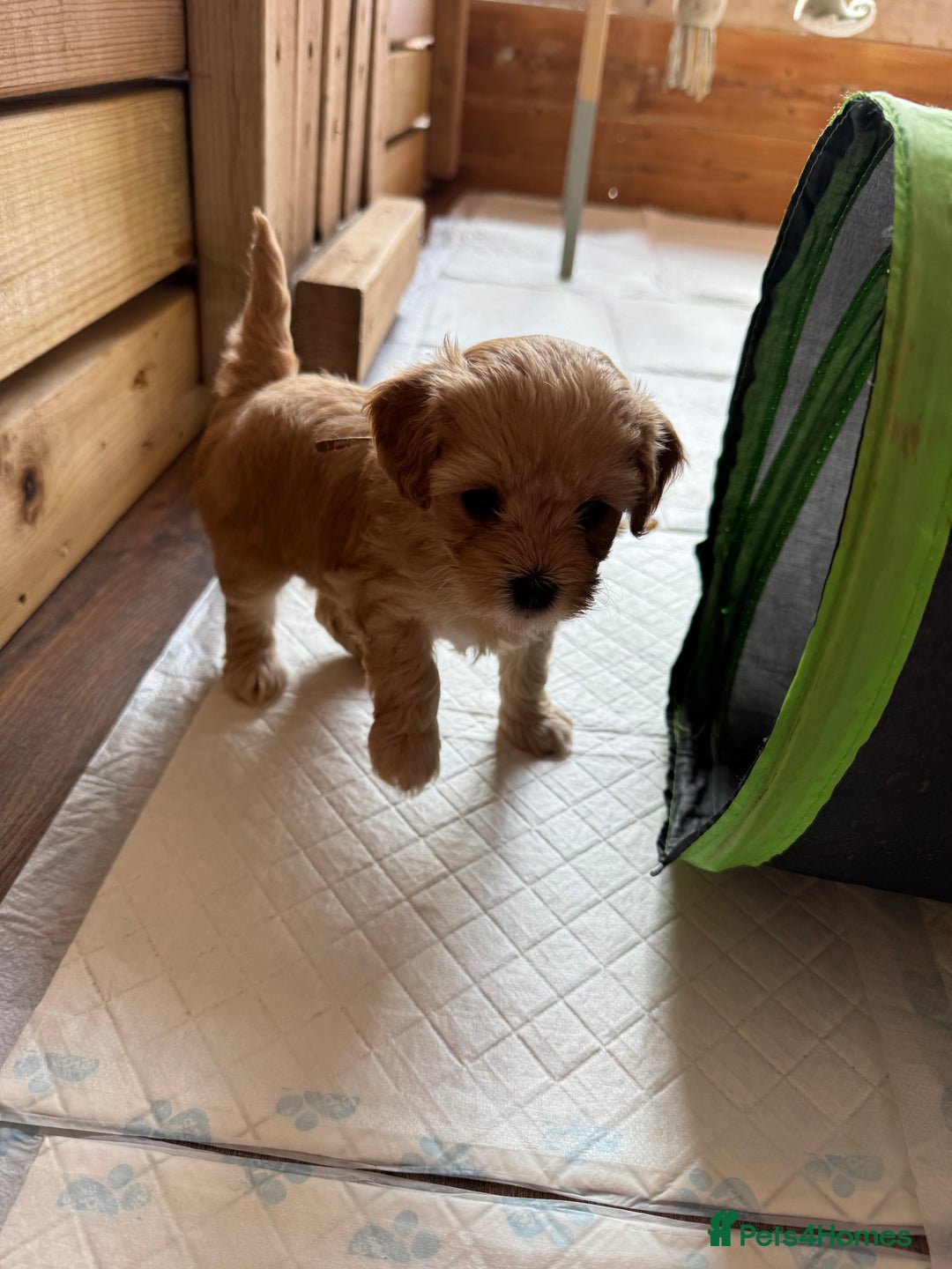 Mixed Breed dogs for sale: 💕 Gorgeous Cavapoochon Puppies 💕  - Image 18
