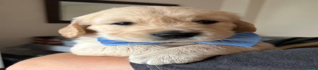 Golden Retriever Puppy 1