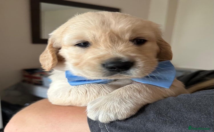 Golden Retriever dogs - Advert 1