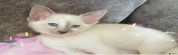 Siamese cats for sale: 1 boy left Full Siamese lilac point ready to go - Advert 5