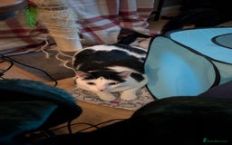 Domestic Shorthair cats for sale: Link  - Image 4