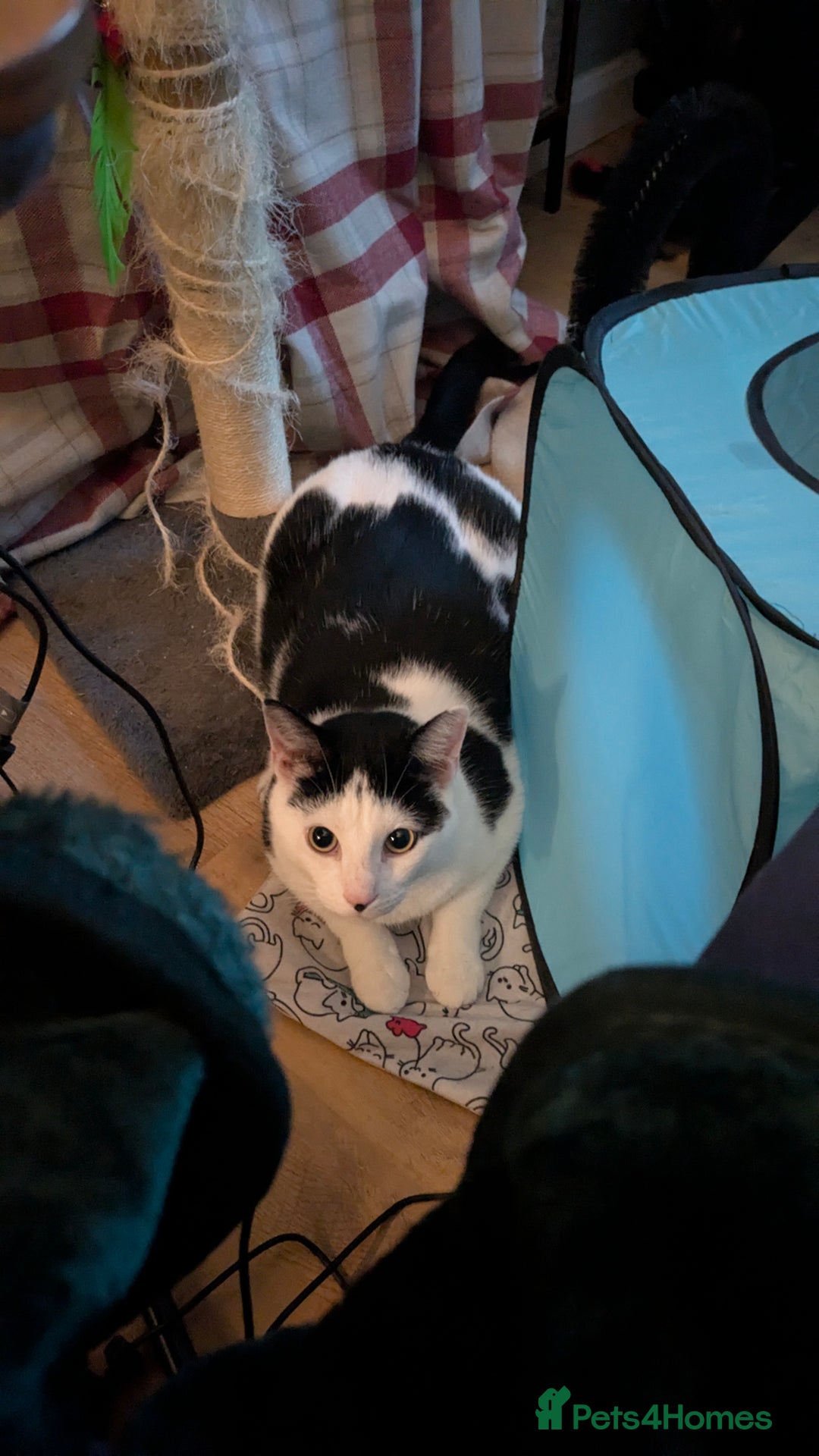 Domestic Shorthair cats for sale: Link  - Image 4