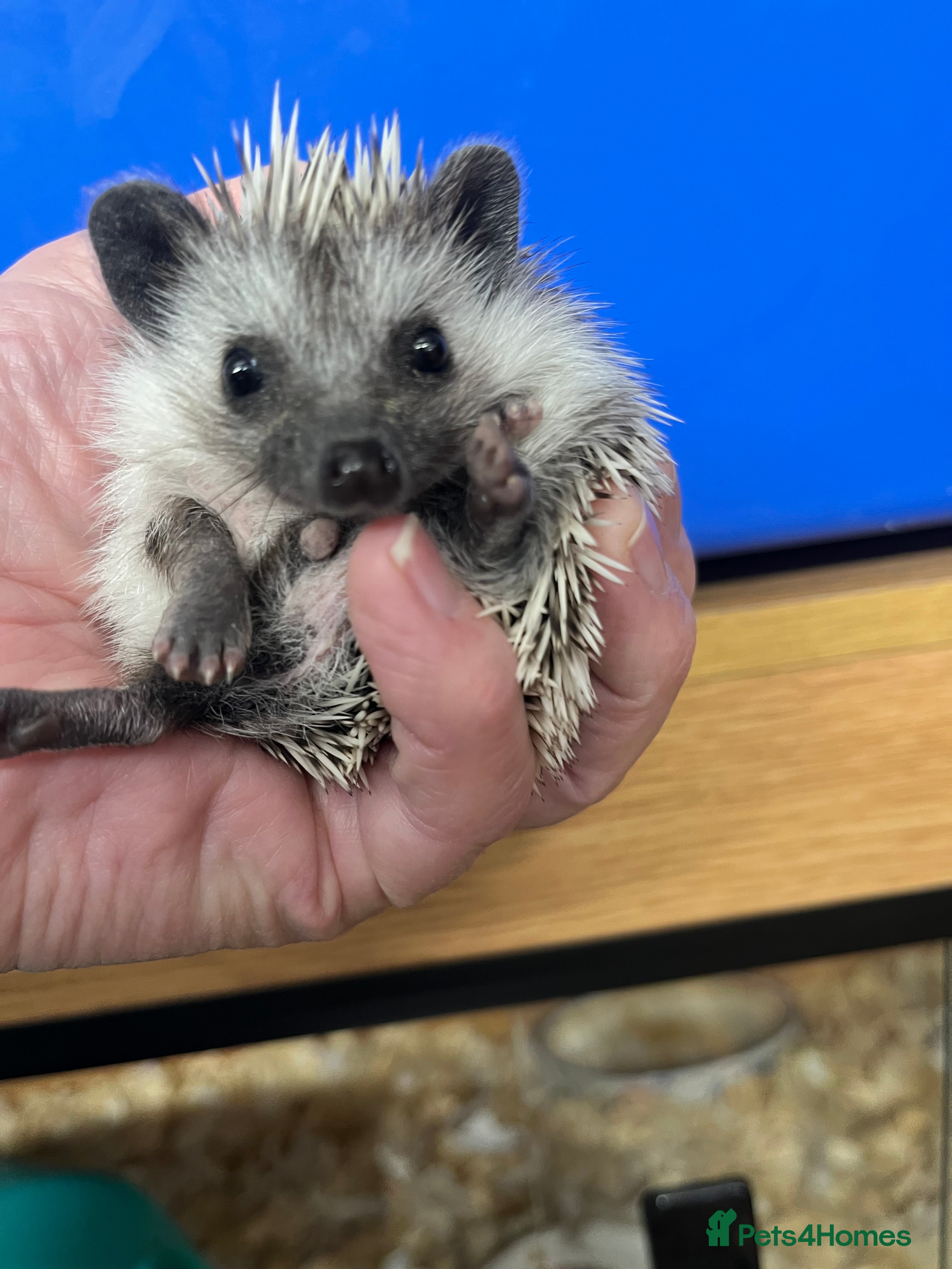 Pygmy Hedgehog rodents Jet black /snowflake/  baby hoglets ready now! - Advert 11