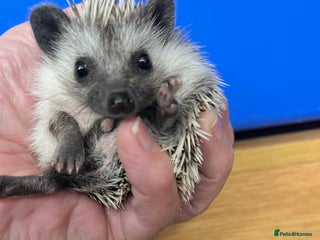 Pygmy Hedgehog rodents Jet black /snowflake/ baby hoglets ready now! - Advert 11