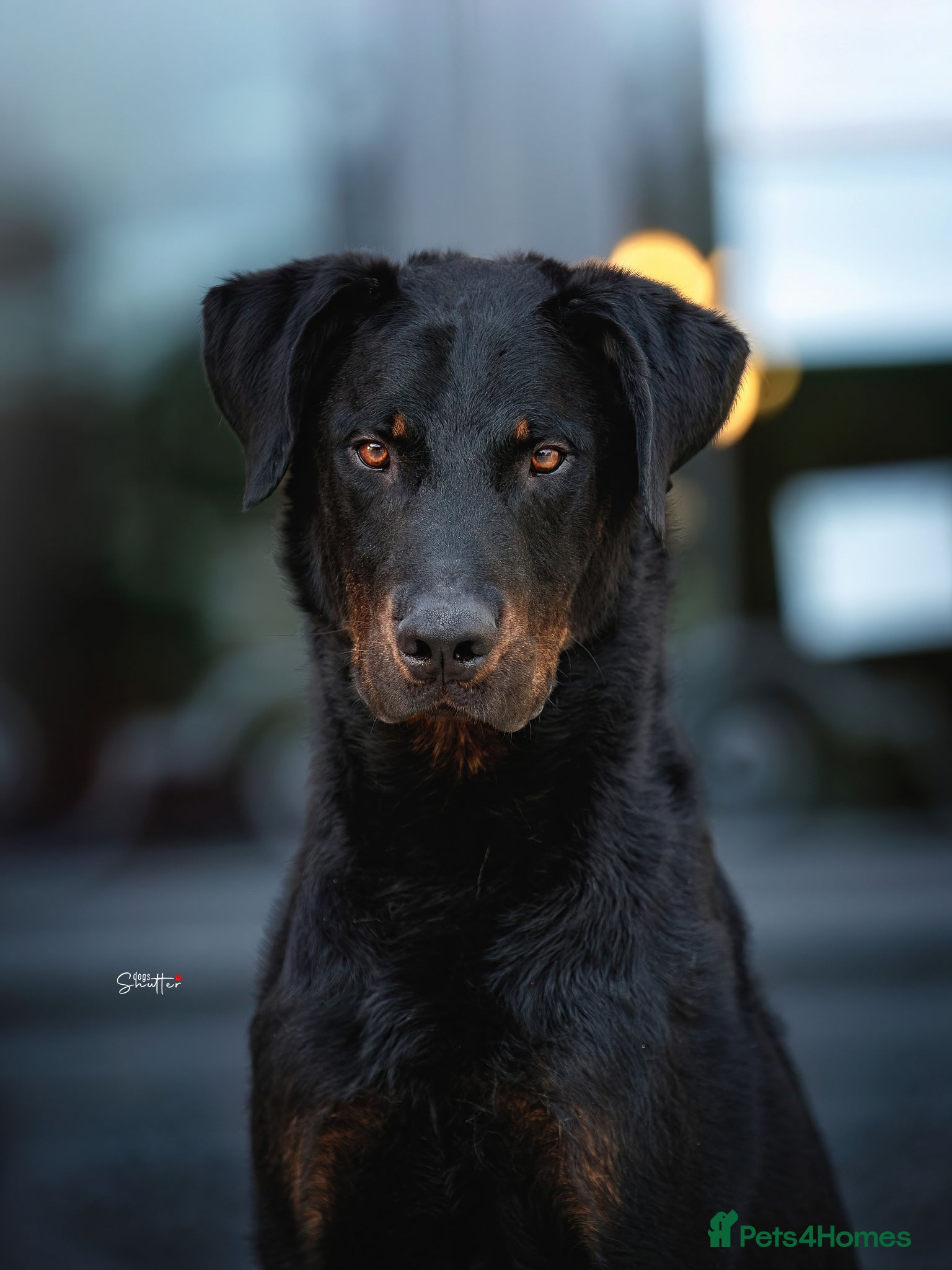 Beauceron dogs Cezarblue KC Beauceron Waitlist Summer 2026 - Advert 13