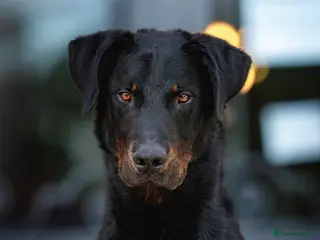 Beauceron dogs Cezarblue KC Beauceron Waitlist Summer 2026 - Advert 9