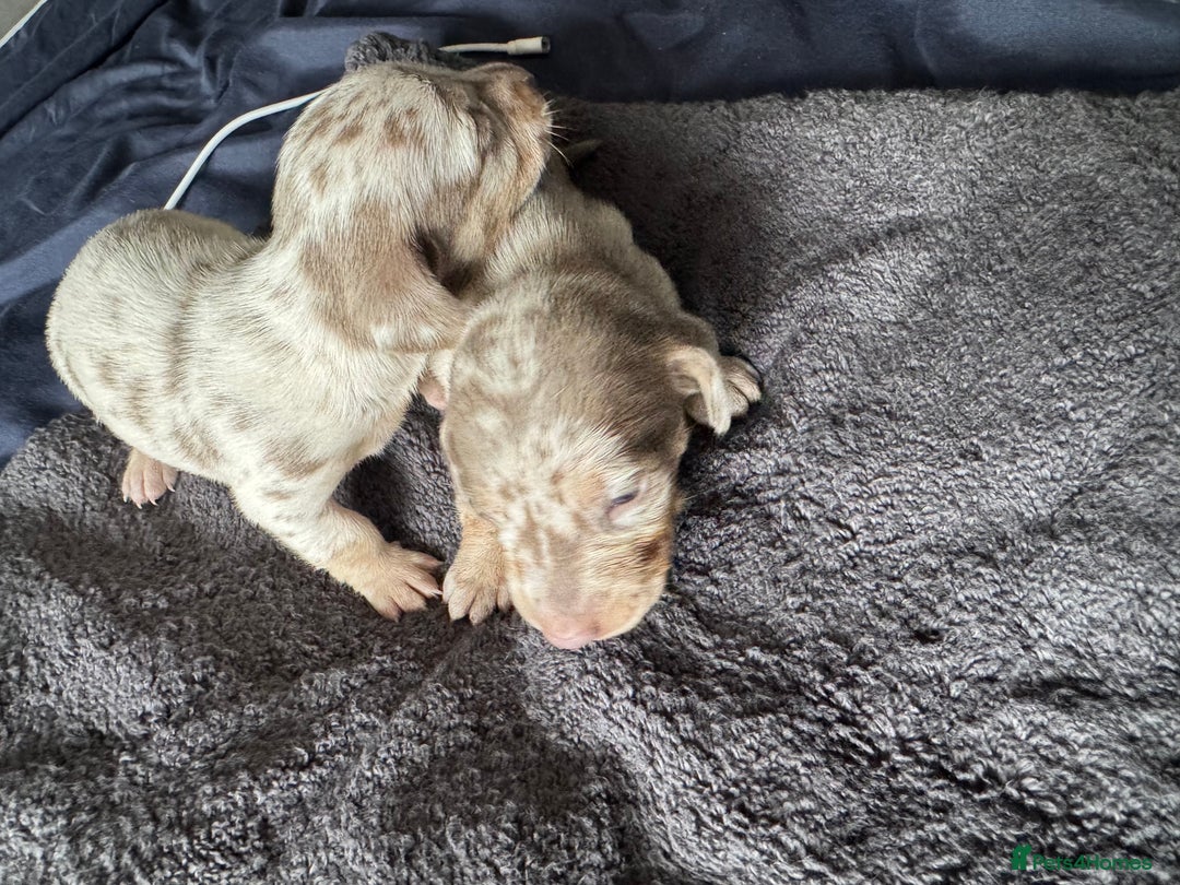 Miniature Dachshund dogs for sale: Izzabella mini dashaunds  - Image 13