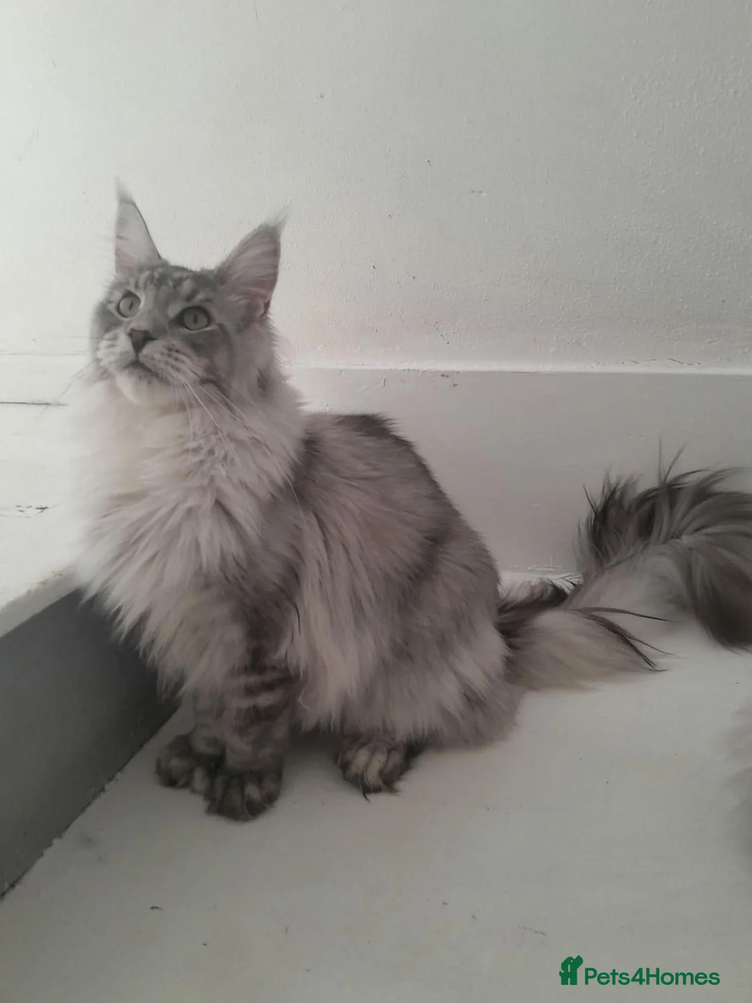 Maine Coon cats for sale: black silver ticked ns25 polydactyl - Advert 1