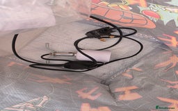 Snake reptiles for sale: Hognose snake  - Advert 8