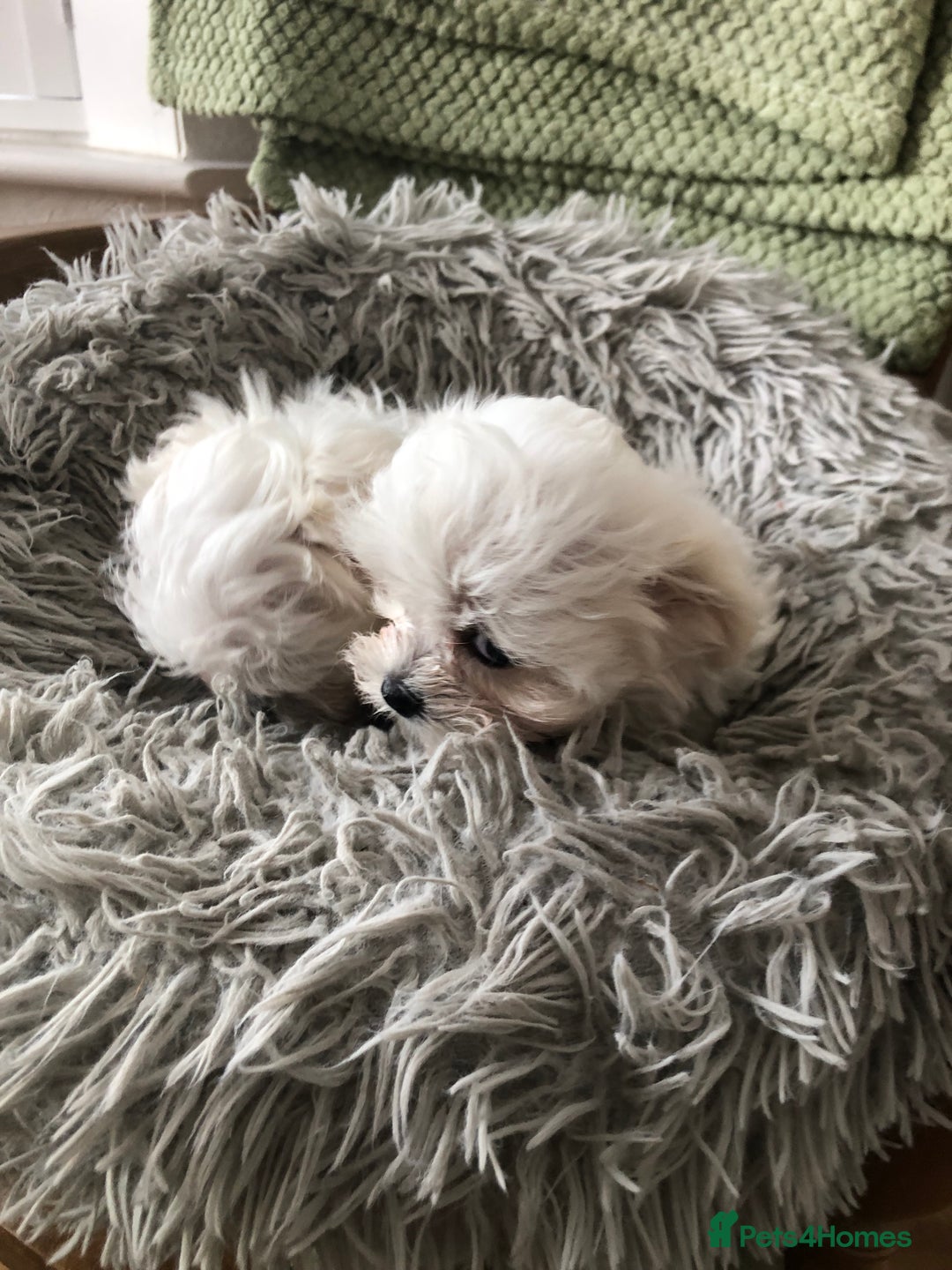 Maltese dogs for sale: Maltese puppies  - Image 4