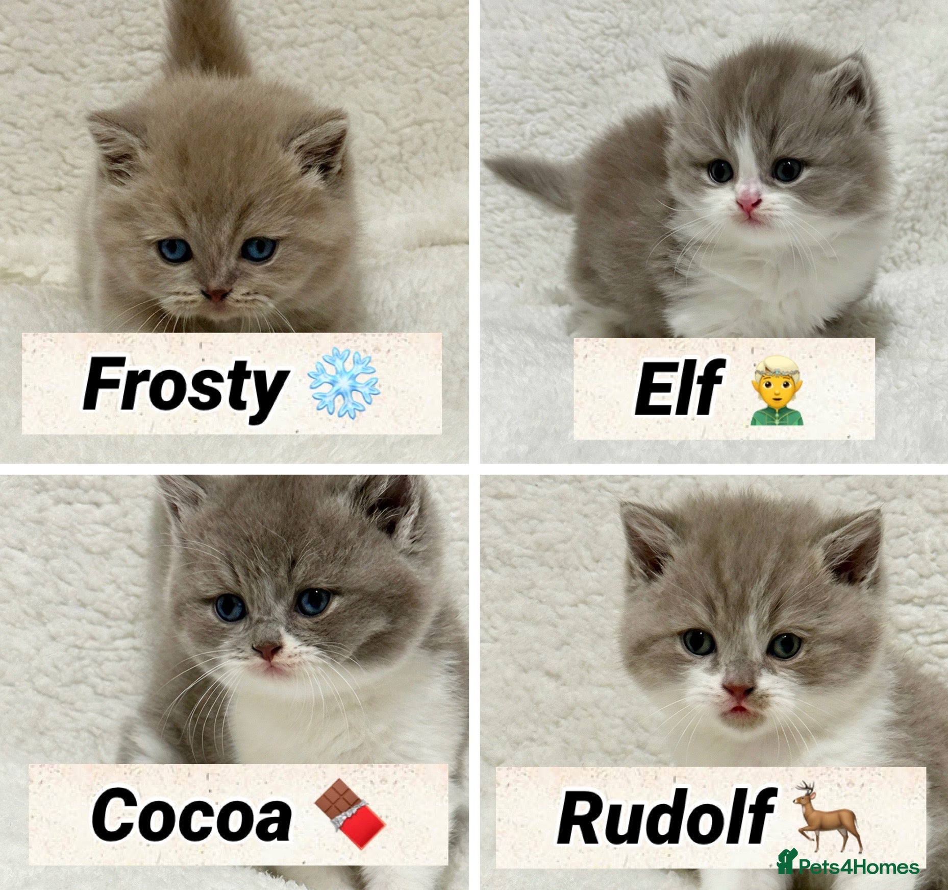 British Shorthair cats British shorthair kittens  - Advert 1