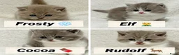 British Shorthair cats for sale: British shorthair kittens  - Advert 4