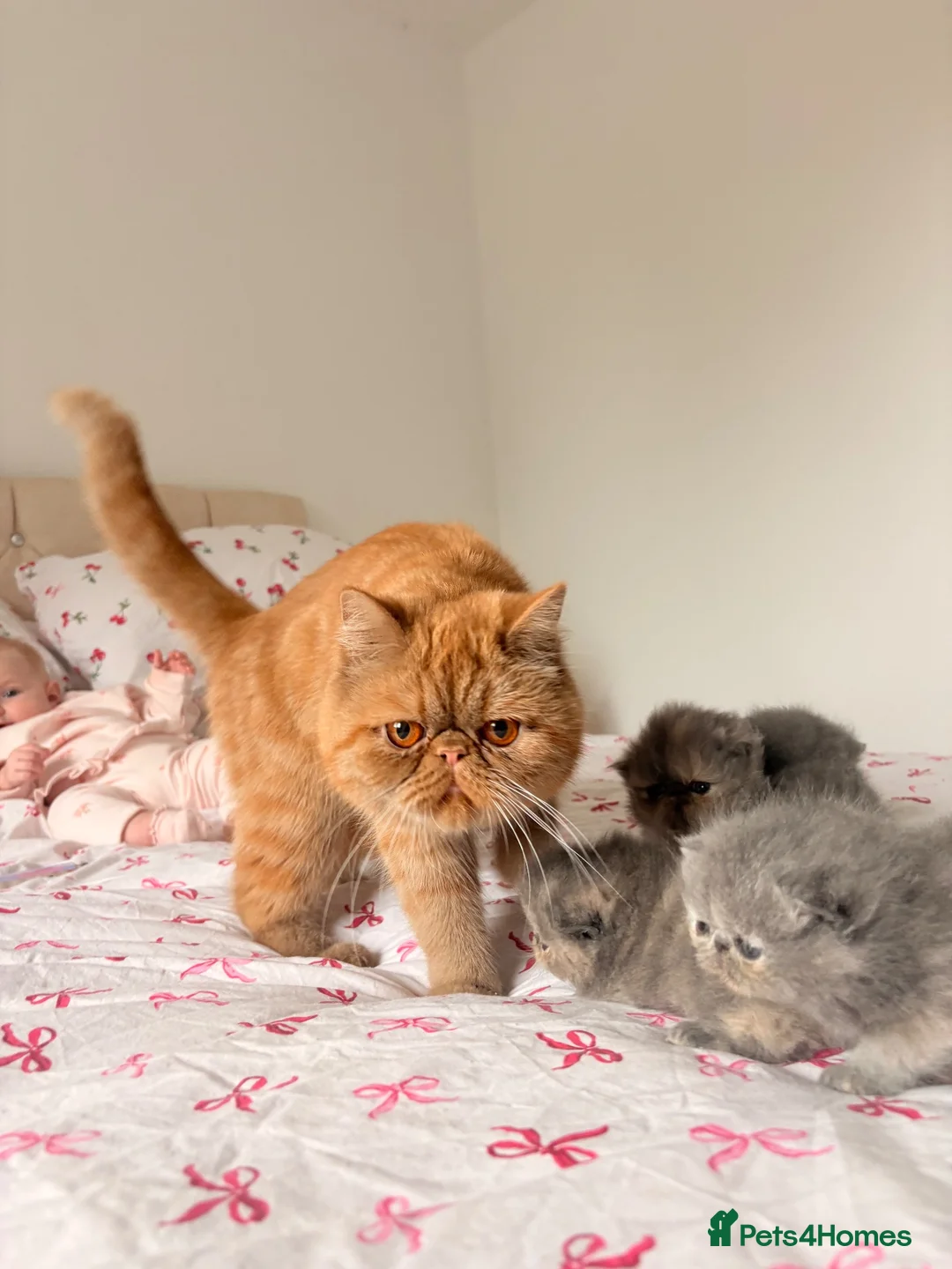 Persian cats for sale: Stunning PKD PRA clear Persian/exotic  - Advert 1