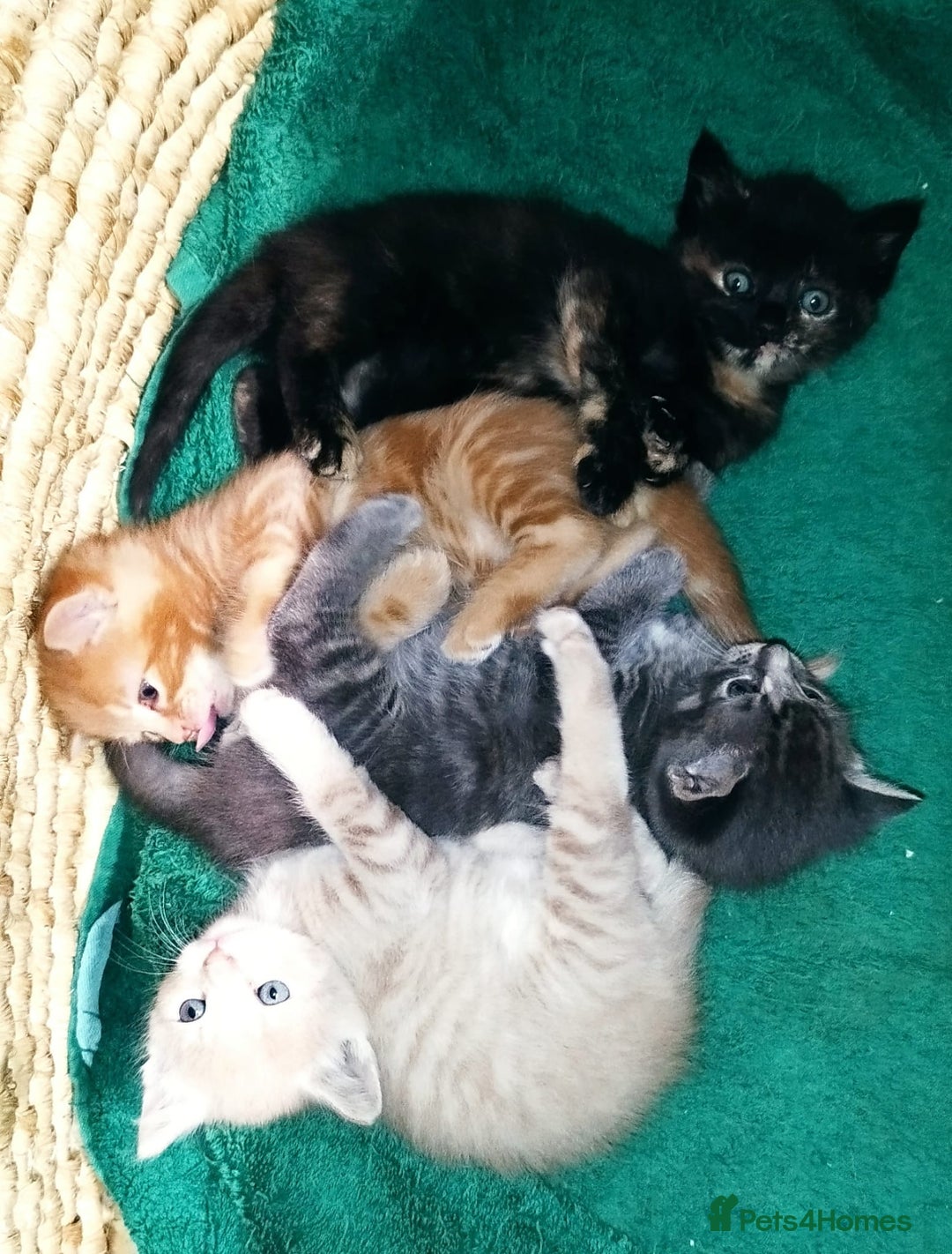 Mixed Breed cats for sale: Amazing, very beautiful kittens 3 boys, 1 girl - Advert 7