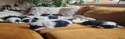 Sheepadoodle dogs for sale: Beautiful F1 Sheepadoodles  - Advert 15