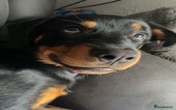 Rottweiler dogs for sale: 1 yr old Rottweiler - Image 1