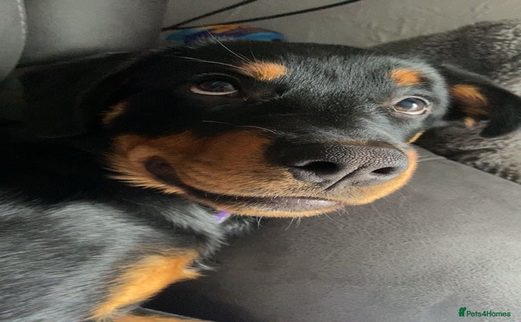 Rottweiler dogs - Advert 2
