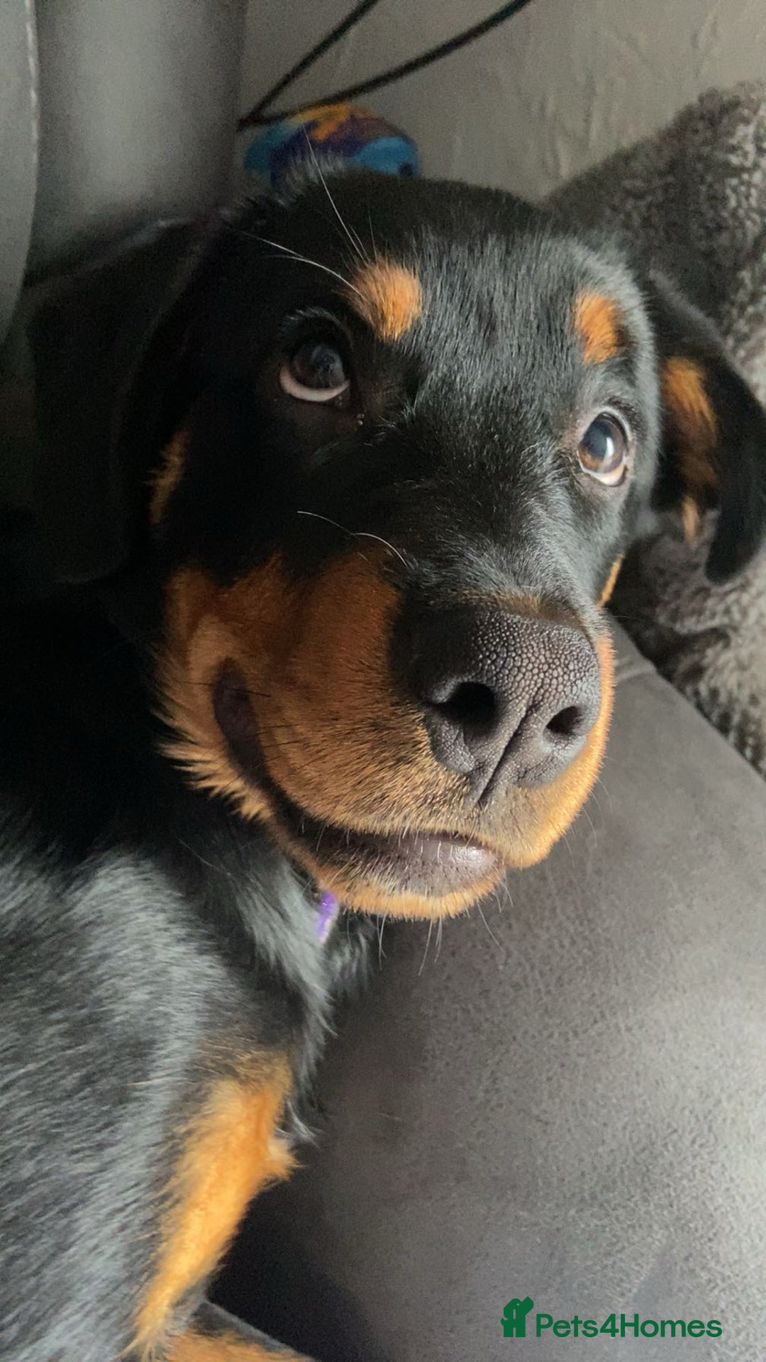 Rottweiler dogs for sale: 1 yr old Rottweiler - Image 1