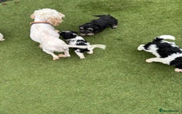 Cavapoo dogs for sale: Ready now Cavapoo puppies for sale  - Image 24