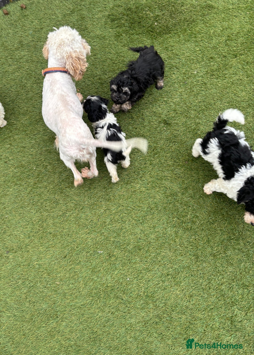 Cavapoo dogs for sale: Ready now Cavapoo puppies for sale  - Image 24
