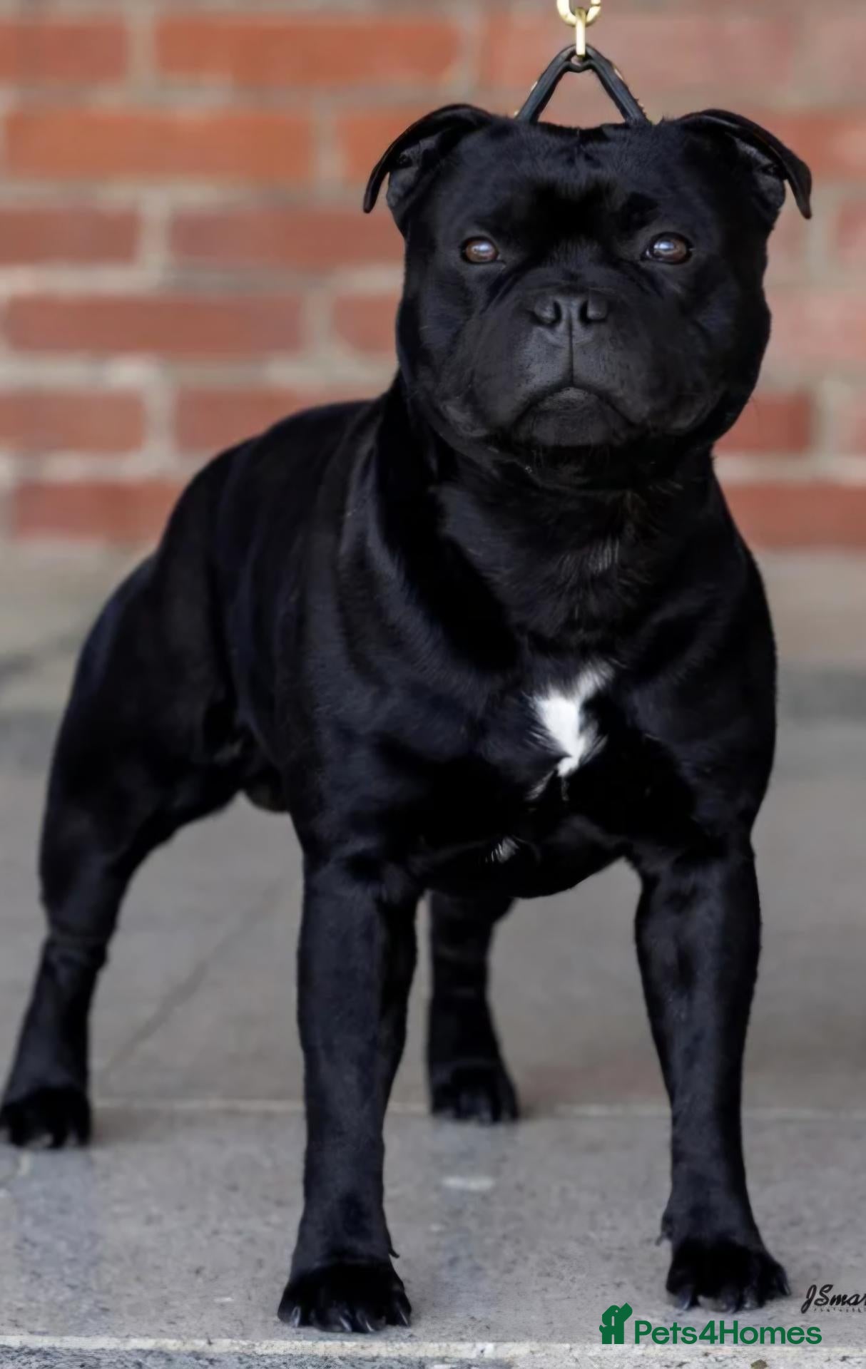 Staffordshire Bull Terrier dogs Valglo Sired, KC Reg, BVA Eye Tested, HC L2 Clear - Advert 1