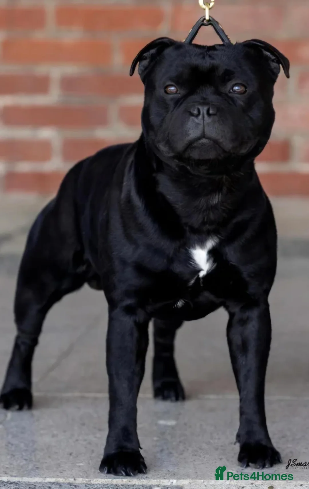 Staffordshire Bull Terrier dogs for sale: Valglo Sired, KC Reg, BVA Eye Tested, HC L2 Clear - Advert 1
