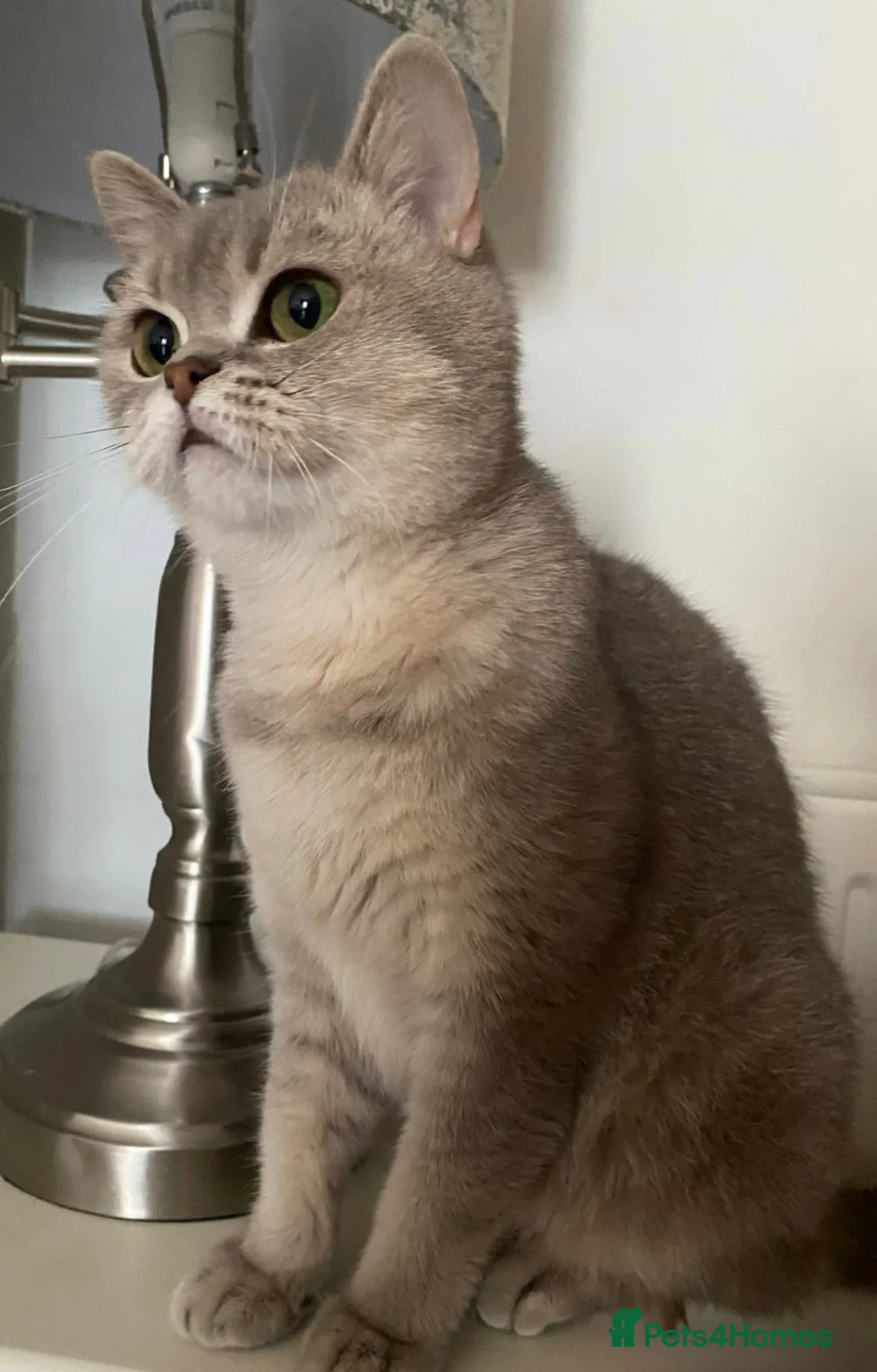 British Shorthair cats for sale: British Shorthair Cat Looking for a Loving Home - Advert 1