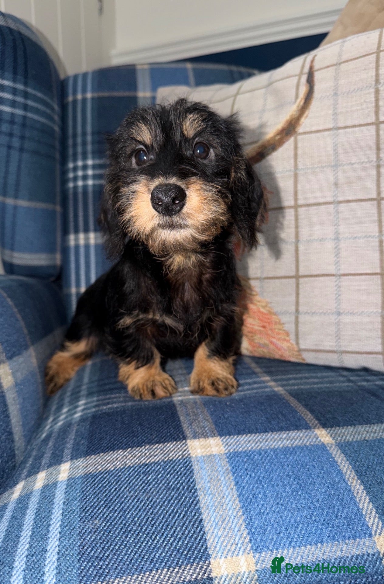 Miniature Dachshund dogs for sale: 💙Stunning Mini Wire Haired Boys 💙 - Advert 1