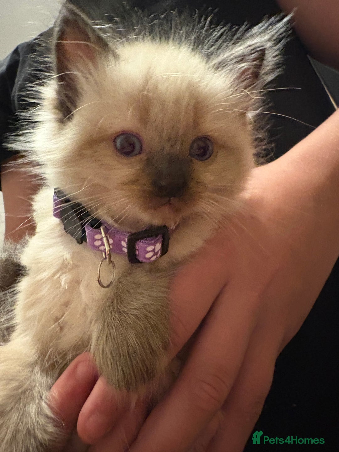 Ragdoll cats for sale: Beautiful Ragdoll Kittens 2 boys 2 girls 😍 - Advert 9