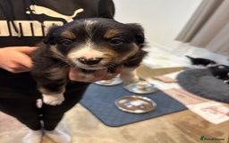 Border Collie dogs for sale: Border collie puppies  - Image 9