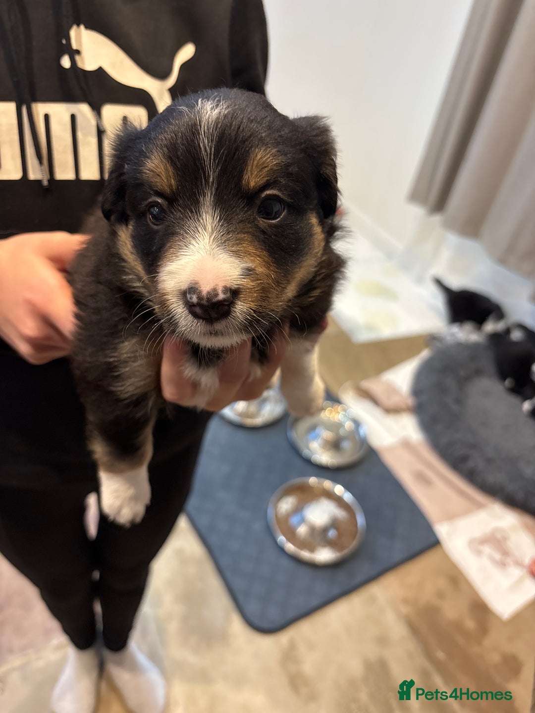 Border Collie dogs for sale: Border collie puppies  - Image 9
