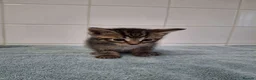 British Shorthair cats for sale: pure tabby kittens - Advert 18