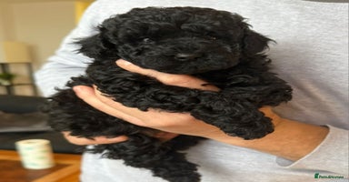 Toy Poodle dogs - Advert 10